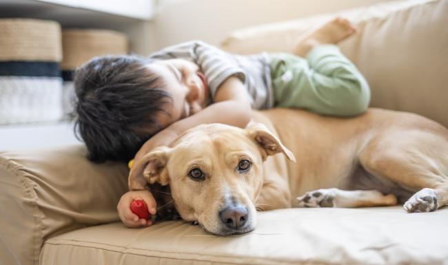 We love our furry friends dog lying on a couch with a boy